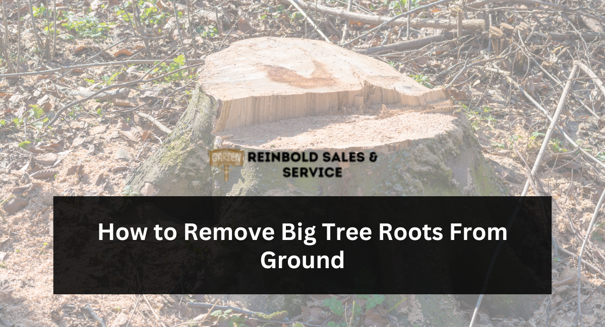 How to Remove Big Tree Roots From Ground
