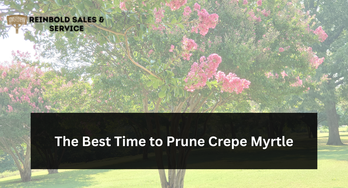 The Best Time to Prune Crepe Myrtle
