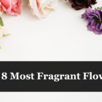 Top 8 Most Fragrant Flowers